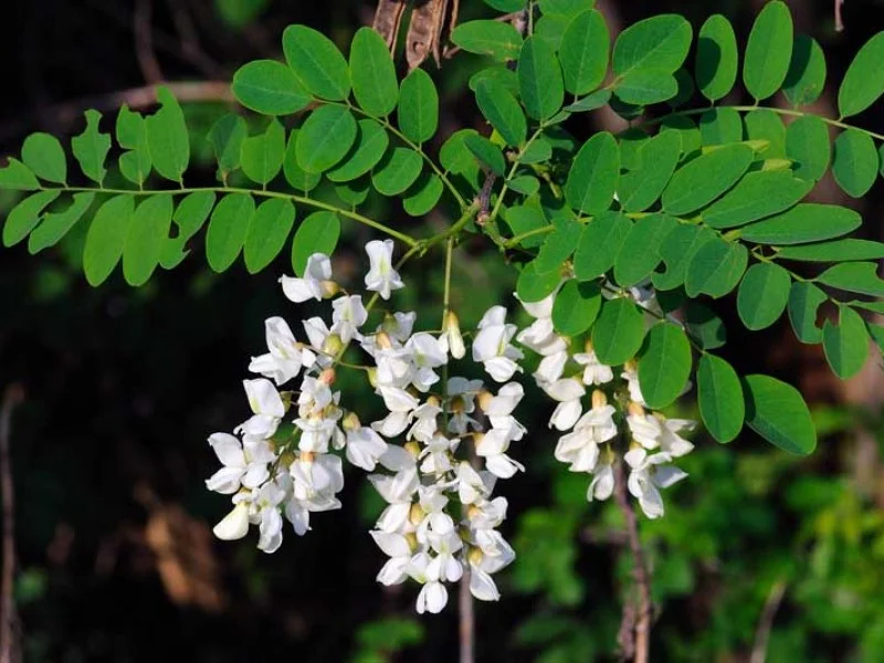 Robinia Pseudoacacia Bessoniana (Acacia)-3