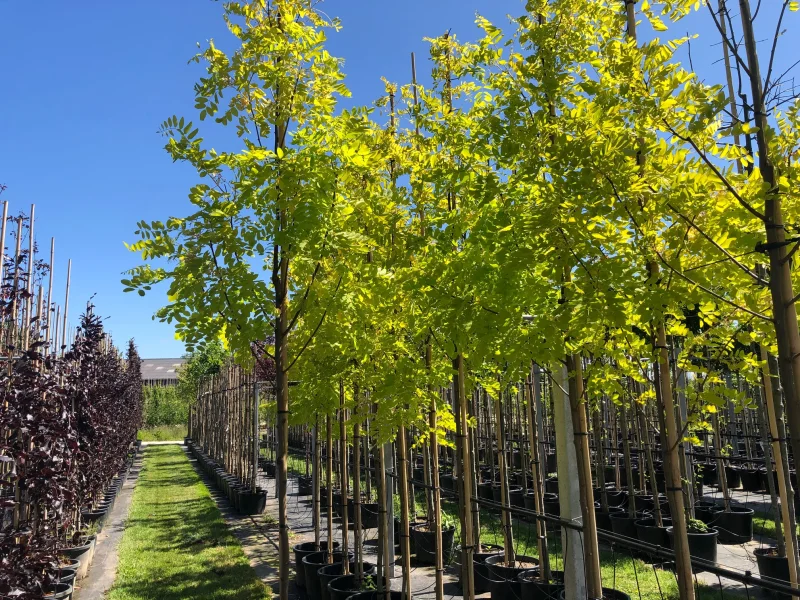 Robinia Pseudoacacia Frisia (Acacia)-1