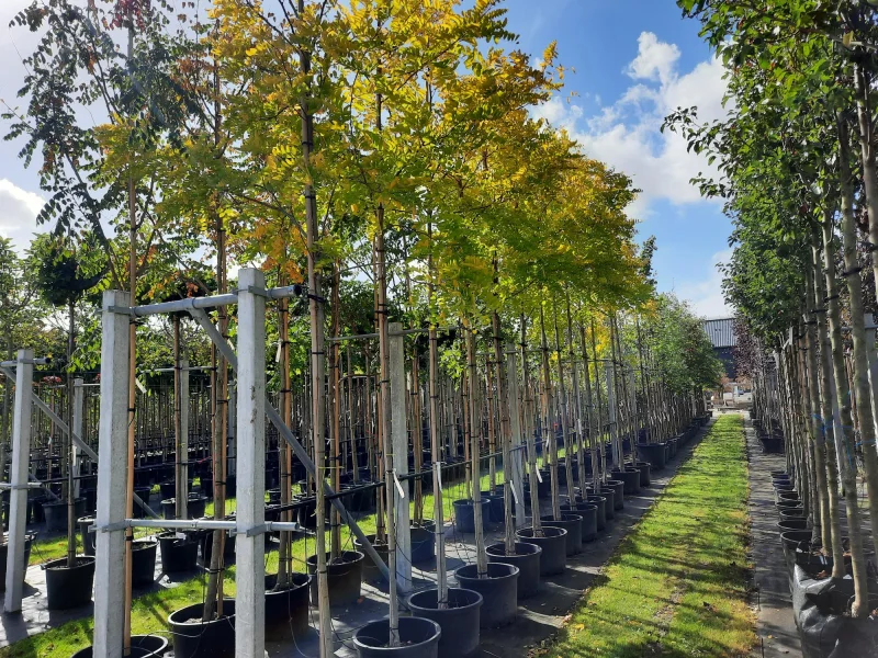 Robinia Pseudoacacia Frisia (Acacia)-2