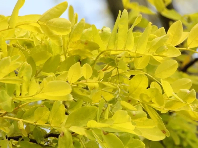 Robinia Pseudoacacia Frisia (Acacia)-4