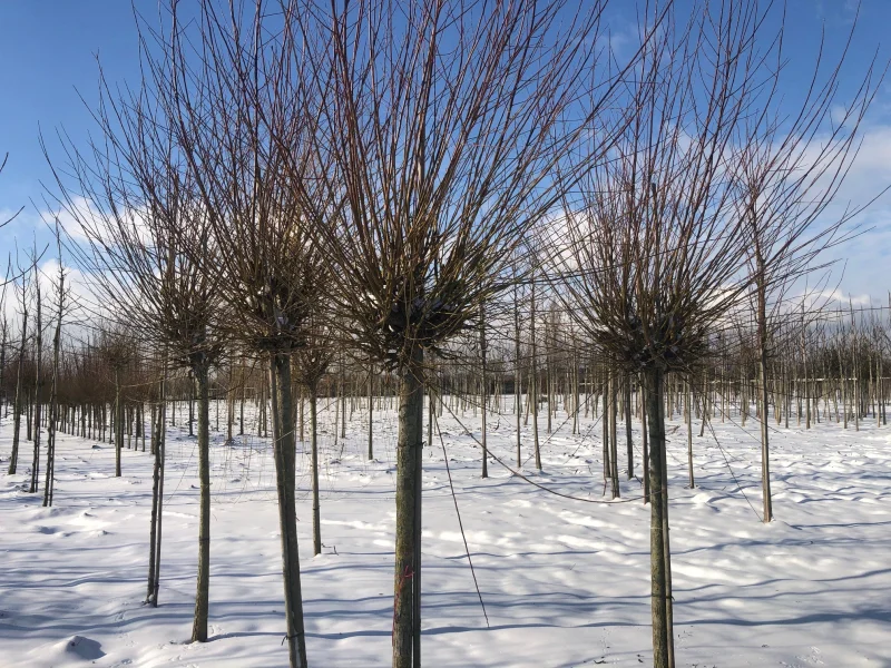 Salix Alba (Schietwilg)-1