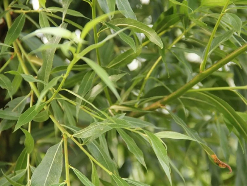 Salix Alba (Schietwilg)-6