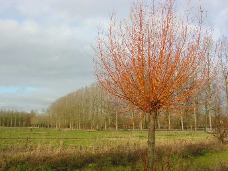 Salix Alba Chermesina (Schietwilg)