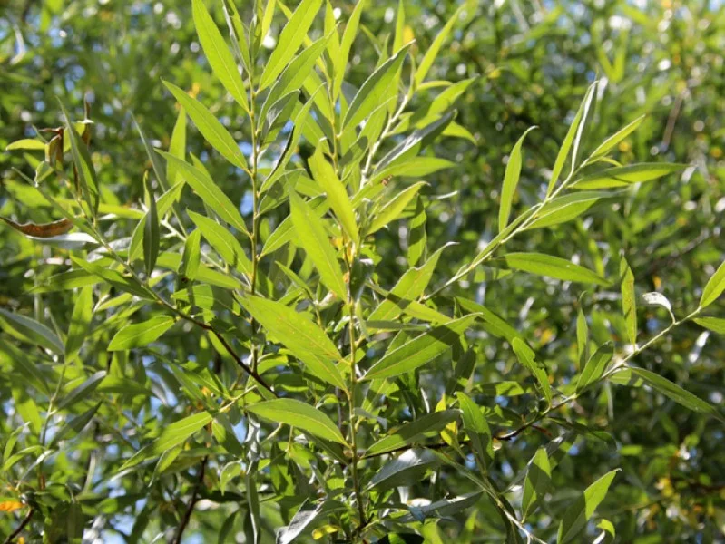 Salix Alba Chermesina (Schietwilg)-2