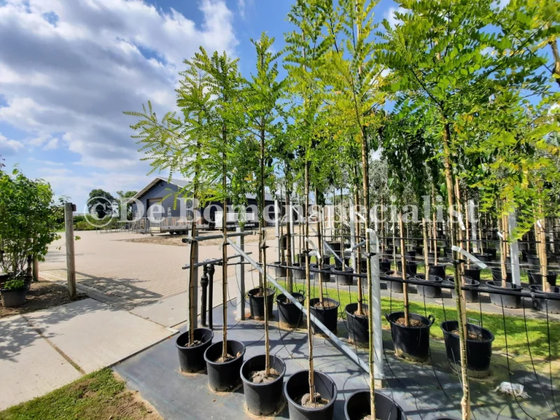 Sophora Japonica (Honingboom)-1