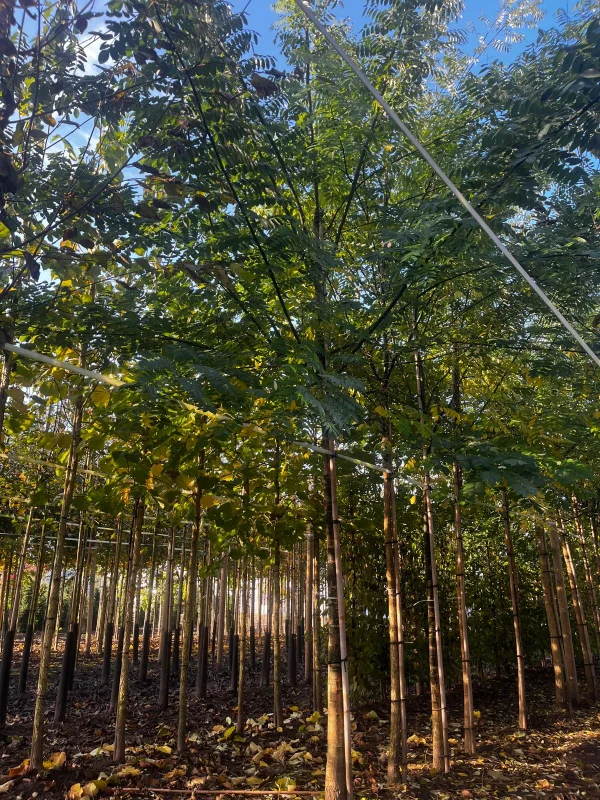 Sophora Japonica (Honingboom)-2