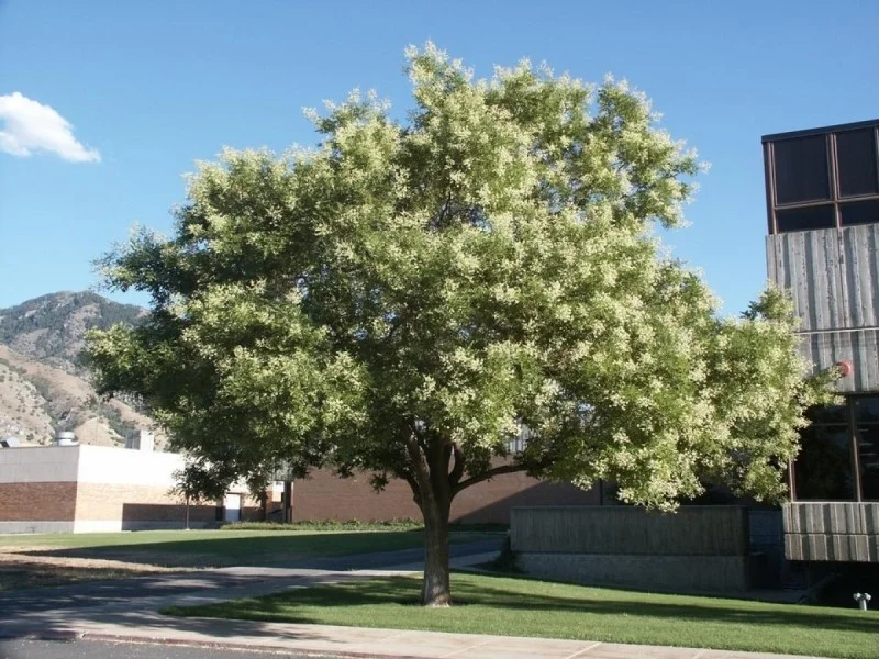 Sophora Japonica (Honingboom)-3