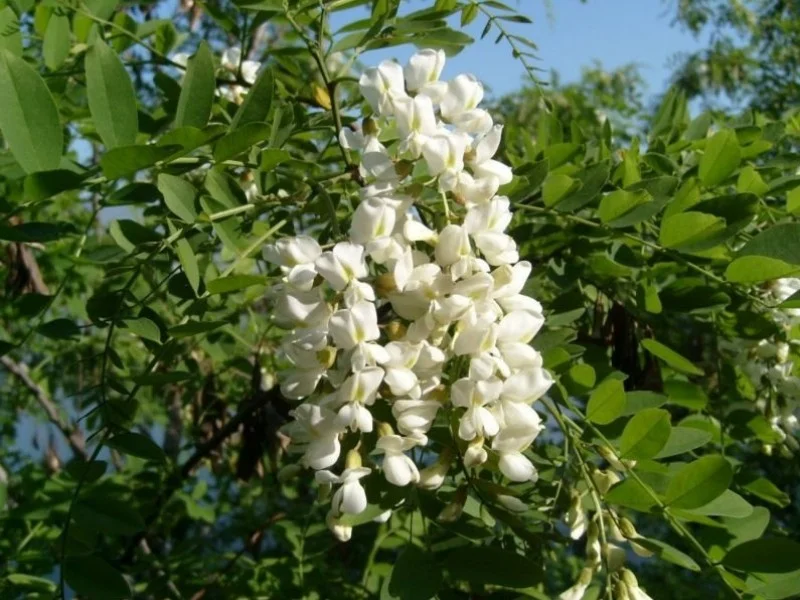 Sophora Japonica (Honingboom)-4