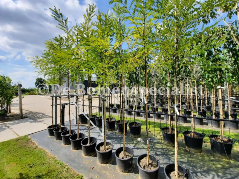 Sophora Japonica (Honingboom)-5