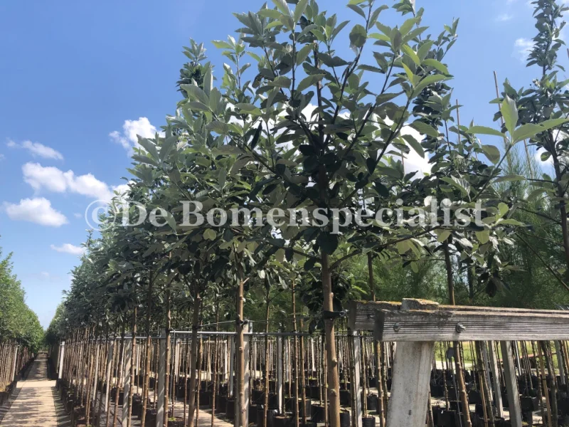 Sorbus Aria Lutescens (Meelbes / Lijsterbes)-1