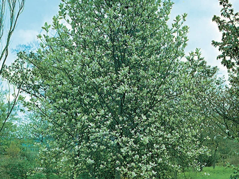 Sorbus Aria Lutescens (Meelbes / Lijsterbes)-2