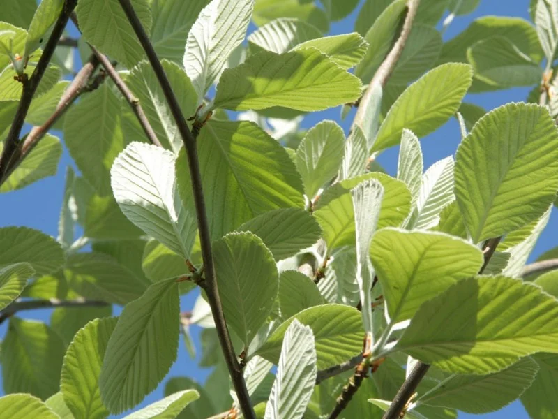 Sorbus Aria Lutescens (Meelbes / Lijsterbes)-3