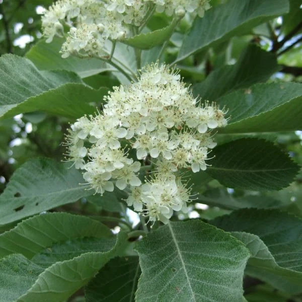 Sorbus Aria Lutescens (Meelbes / Lijsterbes)-4