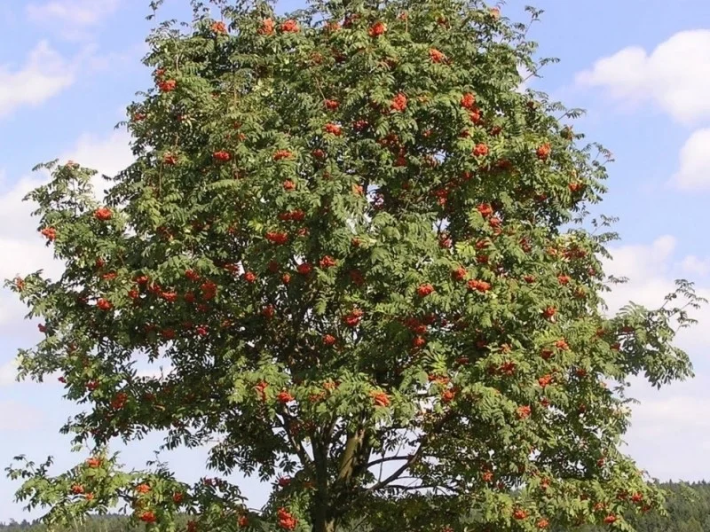 Sorbus Aucaparia Edulis (Lijsterbes)-1