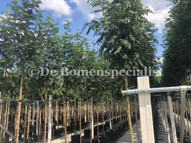 Sorbus Aucaparia Edulis (Lijsterbes)-3