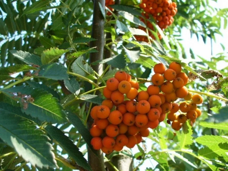 Sorbus Aucaparia Edulis (Lijsterbes)-4