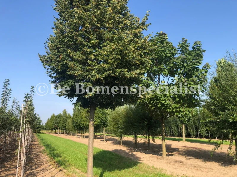Tilia Cordata (Winterlinde)-1