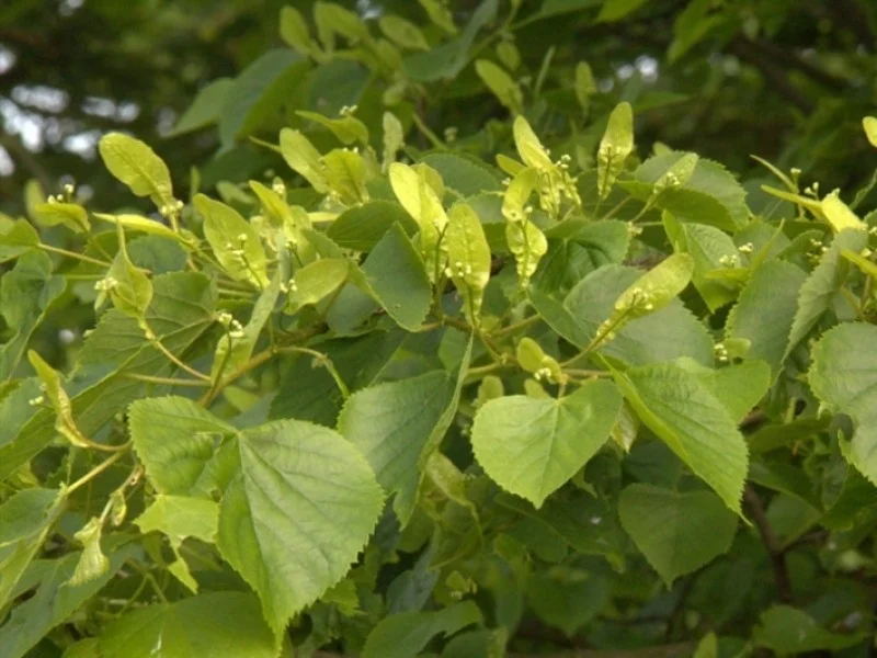Tilia Cordata (Winterlinde)-2