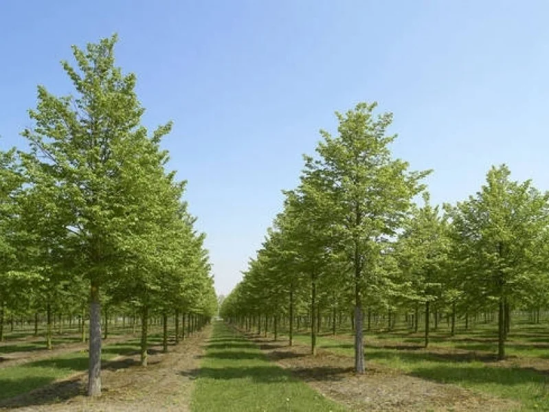 Tilia Cordata Greenspire (Winterlinde)-1