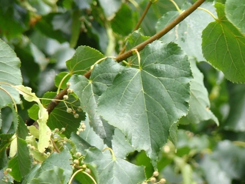Tilia Cordata Greenspire (Winterlinde)-2