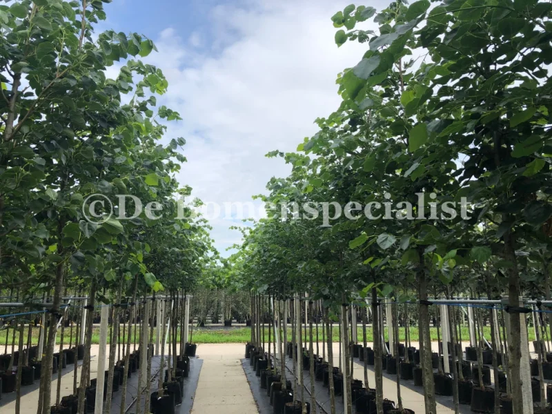 Tilia Europaea Euchlora (Krimlinde)-1