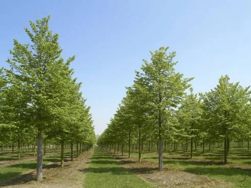 Tilia Europaea Euchlora (Krimlinde)-2