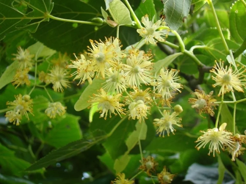 Tilia Europaea Euchlora (Krimlinde)-4