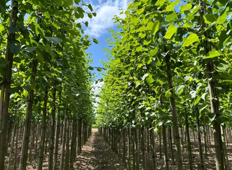 Tilia Europaea Pallida (Koningslinde)-1