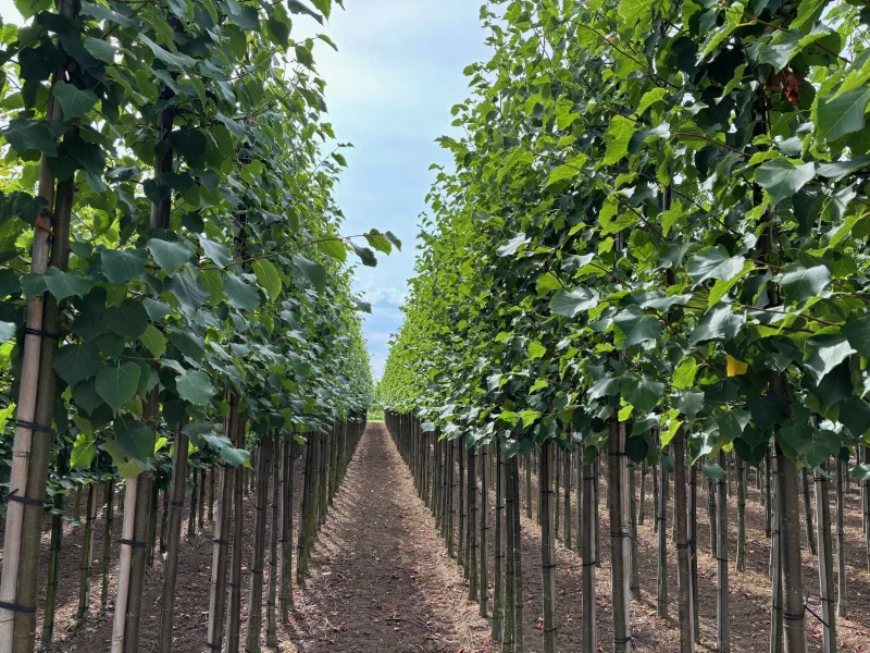 Tilia Europaea Pallida (Koningslinde)-2