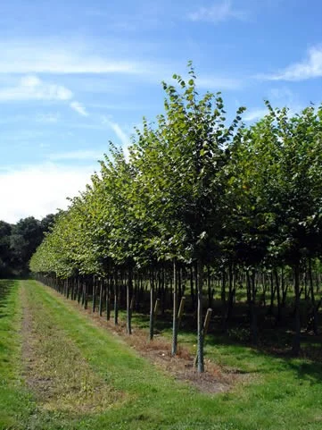 Tilia Europaea Pallida (Koningslinde)-4