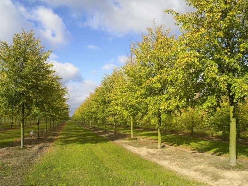 Tilia Europaea Pallida (Koningslinde)-5
