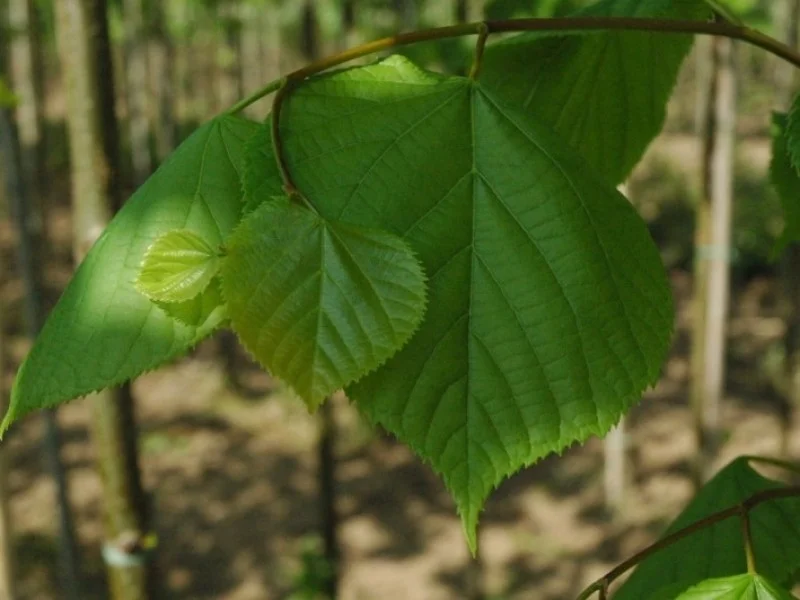 Tilia Europaea Pallida (Koningslinde)-6