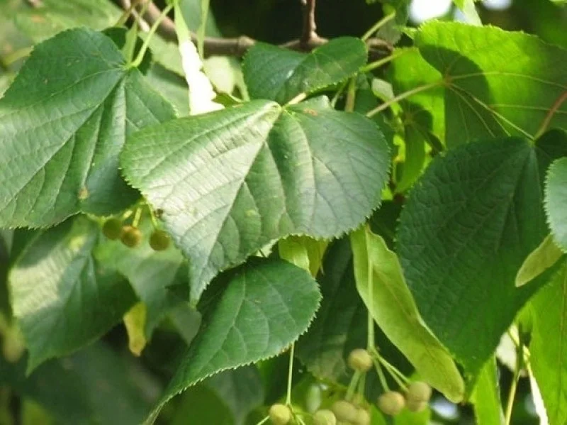 Tilia Europaea Pallida (Koningslinde)-7