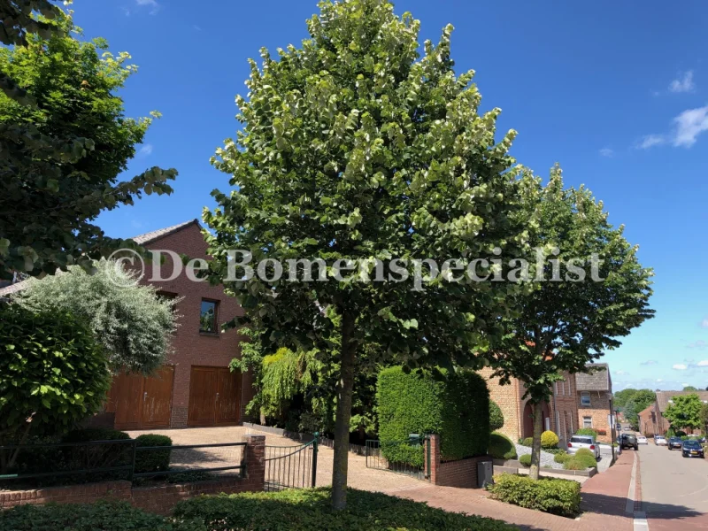 Tilia Tomentosa Brabant (Zilverlinde)-1
