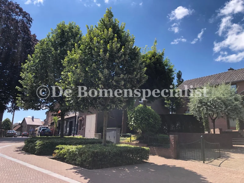 Tilia Tomentosa Brabant (Zilverlinde)-2