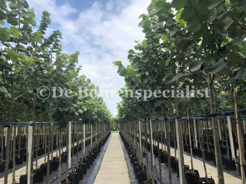 Tilia Tomentosa Brabant (Zilverlinde)-3