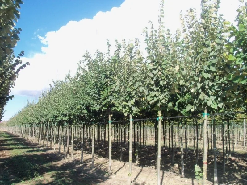 Tilia Tomentosa Brabant (Zilverlinde)-4