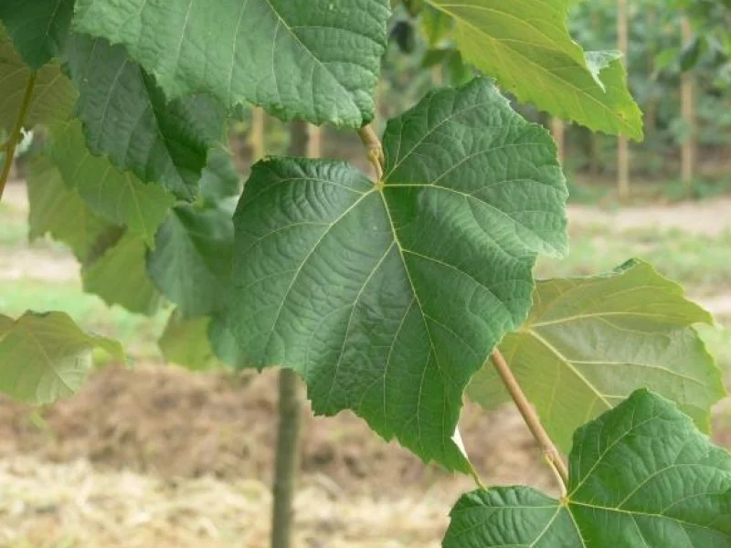 Tilia Tomentosa Brabant (Zilverlinde)-5