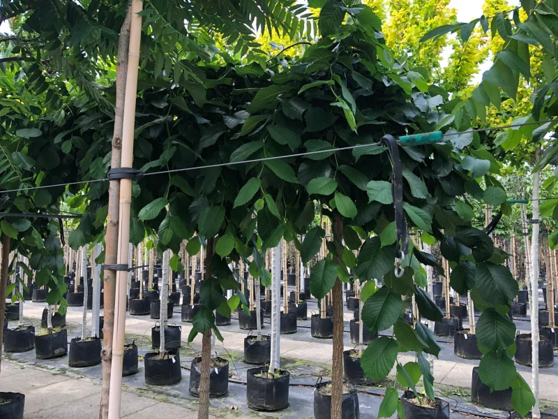 Prieel iep (Ulmus Camperdownii)-1