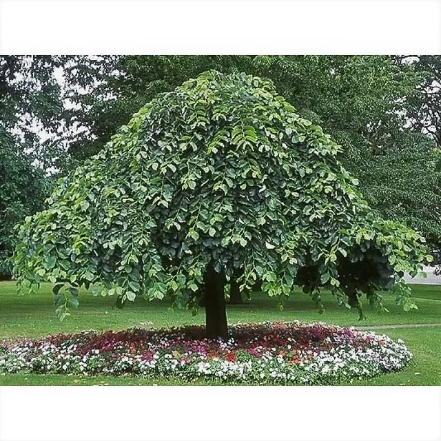 Ulmus Camperdownii (Laubenulme)