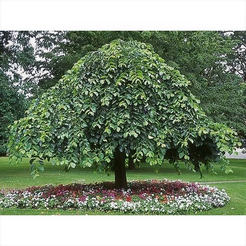 Prieel iep (Ulmus Camperdownii)