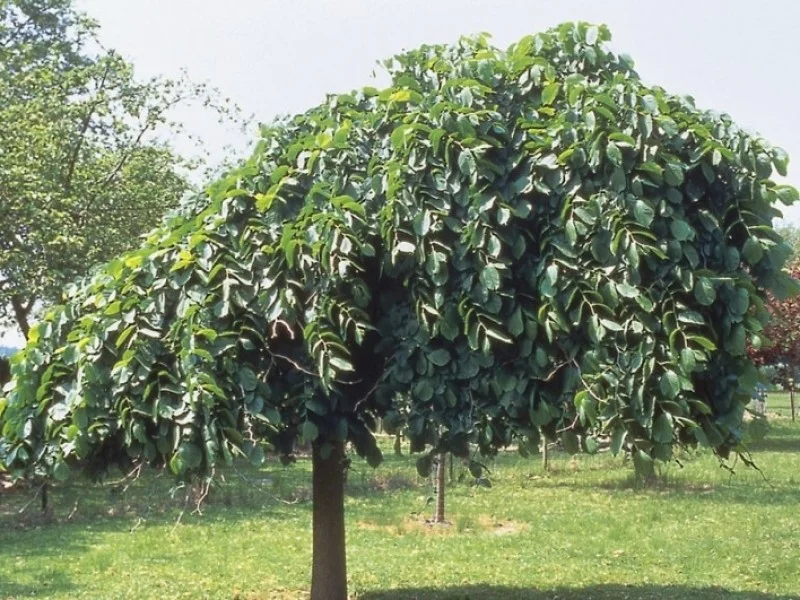 Prieel iep (Ulmus Camperdownii)-3