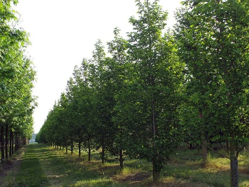 Ulmus Columella (Iep)-2