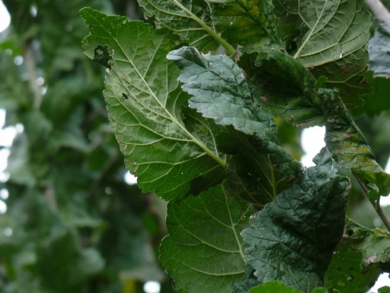 Ulmus Columella (Iep)-3