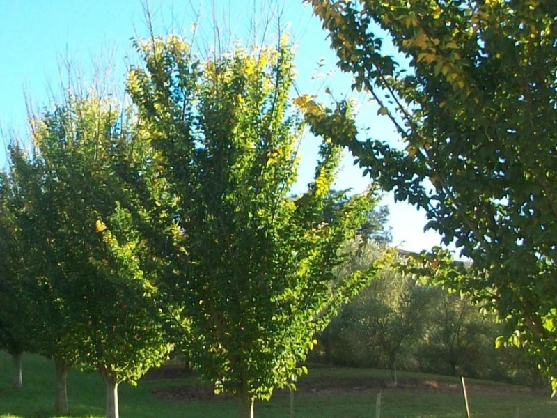 Ulmus Lobel (Iep)-1