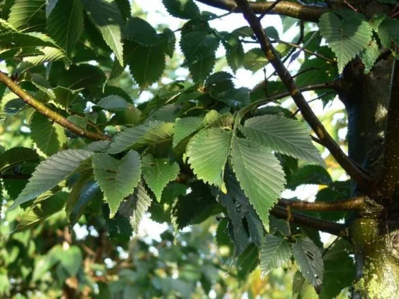 Ulmus Lobel (Iep)-2