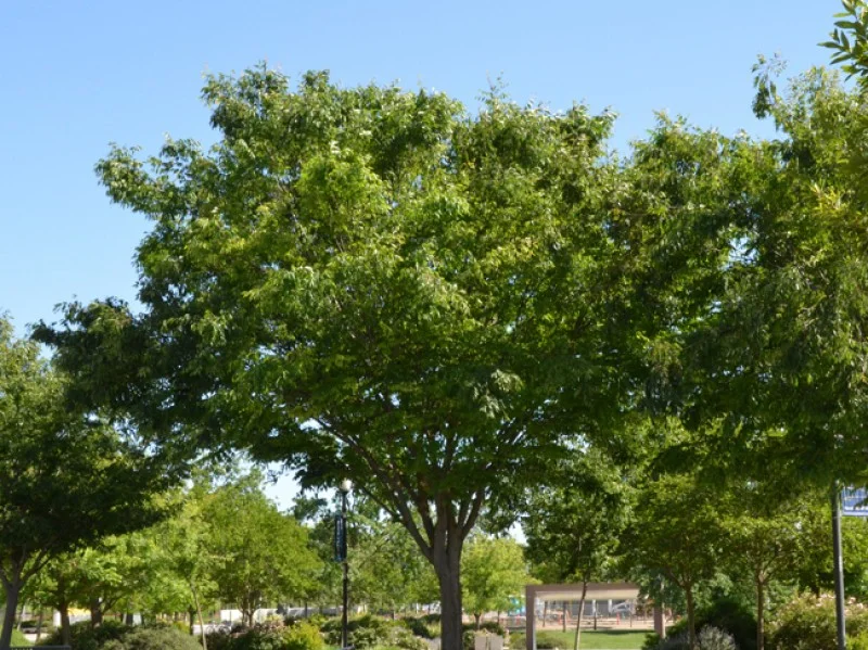 Zelkova Serrata (Japanese Zelkova)-2