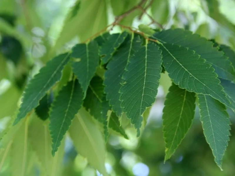 Zelkova Serrata (Japanese Zelkova)-3