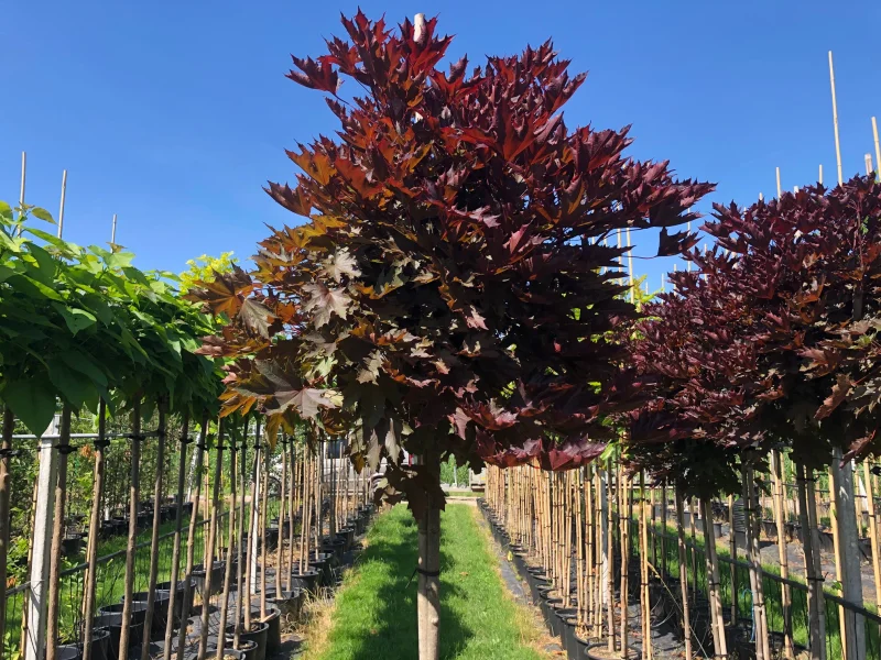 Acer Platanoides Crimson Sentry (Rode bolesdoorn)