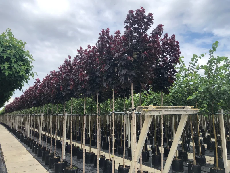 Acer Platanoides Crimson Sentry (Rode bolesdoorn)-2